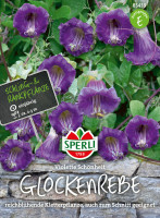Sperli Glockenrebe Violette Schönheit