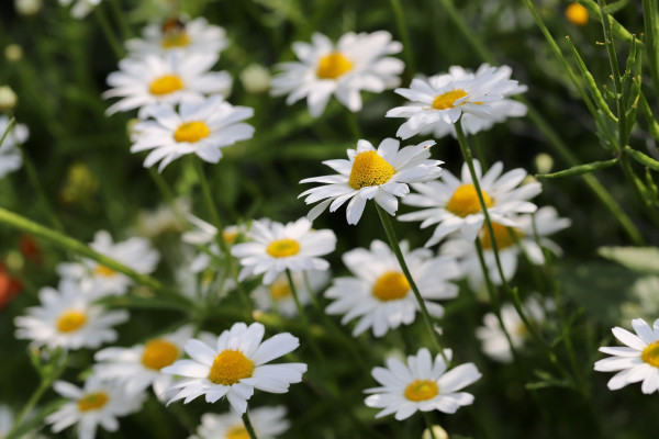 daisies-6373778_1920