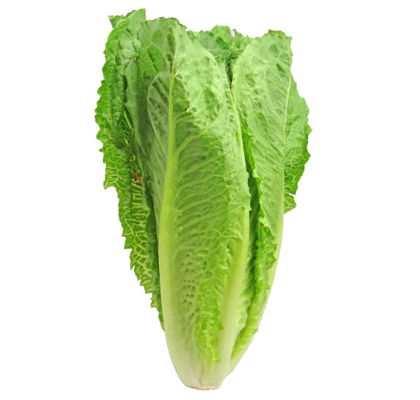 lettuce-2468495_1920-1