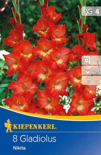 Produktbild von Kiepenkerl Grossblumige Gladiole Nikita mit Darstellung der roten Blumen und Informationen zu Blütezeit Höhe und Schnittanleitung.