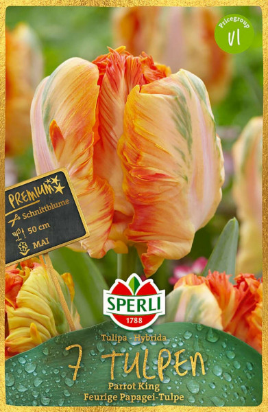 Produktbild von Sperli Premium Papagei-Tulpe Parrot King mit Abbildung einer mehrfarbigen Tulpe und Produktinformationen.