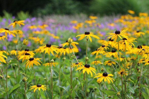 coneflower-2630511_1920