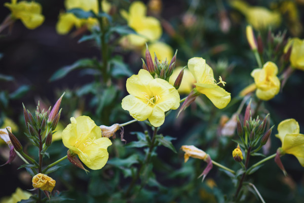 2400-oenothera-biennis-common-evening-primrose-yellow-flowers-just-opened-in-the-evening-garden