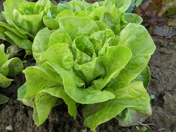 lettuce-176840_1920