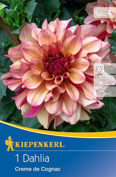 Produktbild von Kiepenkerl Seerosen-Dahlie Creme de Cognac mit Blütenansicht und Verpackungsinformationen