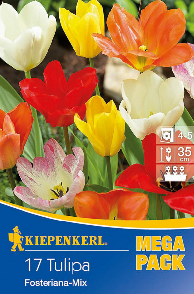 Produktbild von Kiepenkerl Mega-Pack mit Fosteriana-Tulpen in verschiedenen Farben und Informationen zur Pflanzengroesse und Bluehzeit.