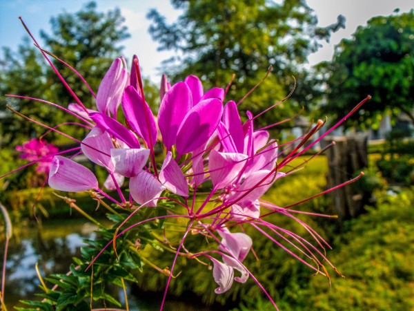 spider-flower-199724_1920