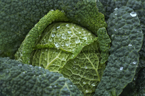 savoy-cabbage-7102903_1920