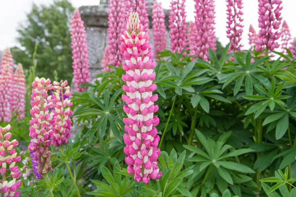 lupines-5314058_1920