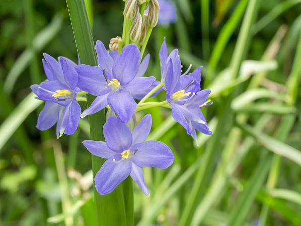 2400-close-up-violet-flower-1