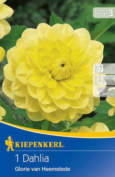 Produktbild von Kiepenkerl Dekorative Dahlie Glory of Heemstede mit gelber Blüte und Informationen zu Blütezeit und Wuchshöhe auf der Verpackung.
