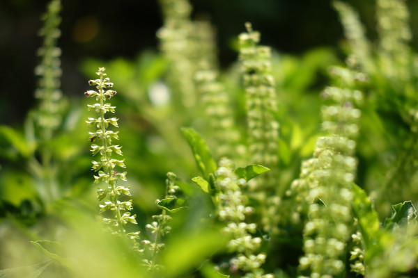2400-blooming-holy-basil-vegetables-plant-copy-space