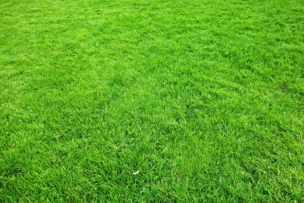 grass-3375563_1920