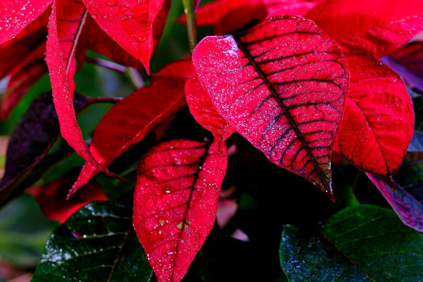 leaves-7552244_1280