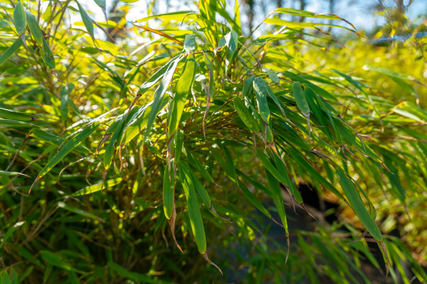 large-vibrant-green-bamboo-leaves-sway-gently-in-the-breeze-under-the-bright-sunlight-in-a-lush-garden