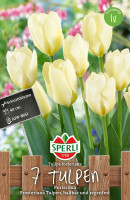 Sperli Fosteriana-Tulpe Purissima