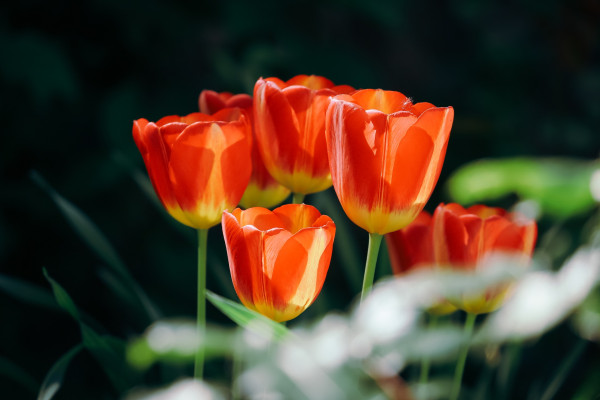 tulips-7357877_1920