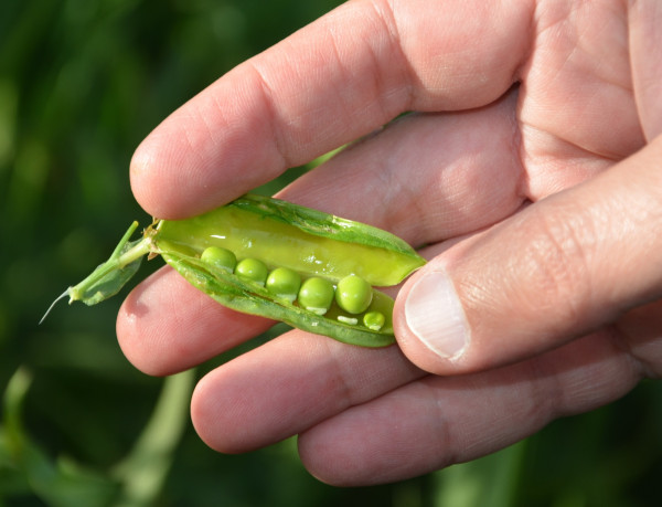 peas-655267_1920