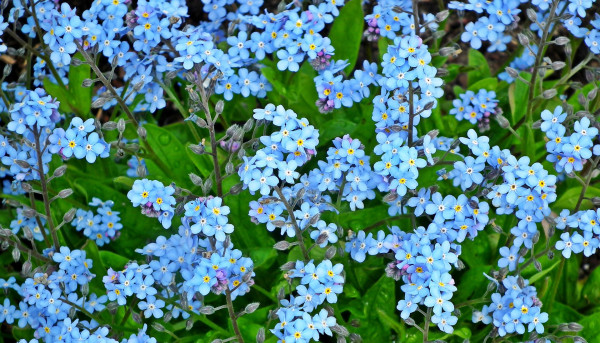 forget-me-nots-4189726_1920