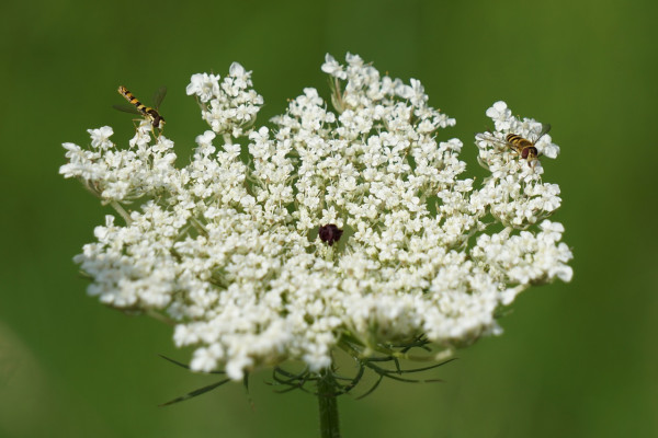 wild-carrot-5380856_1280