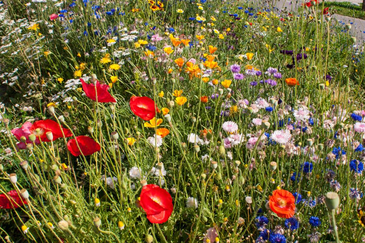 Wildblumenwiese richtig anlegen | Samen.de