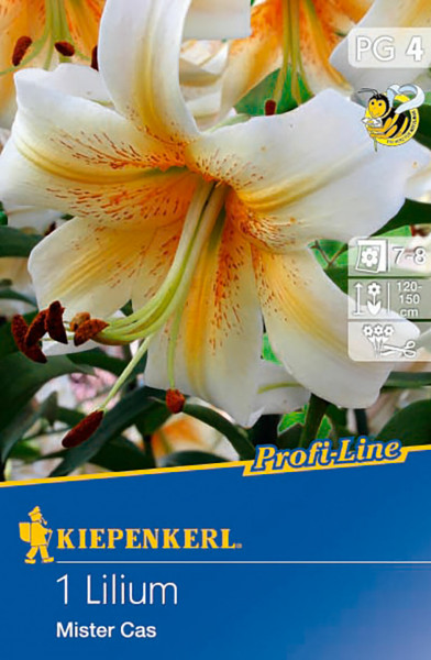 Produktbild von Kiepenkerl Baum-Lilie Mister Cas mit Darstellung der Blüte, Verpackungshinweisen und Wuchsangaben.