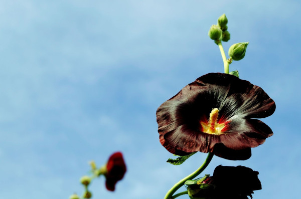 hollyhock-970963_1920