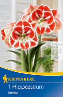 Kiepenkerl Ritterstern Amaryllis Samba