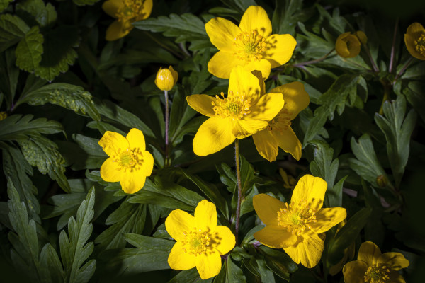 large-yellow-first-spring-flowers-illuminated-by-sunlightlight