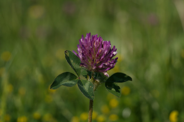 2400-mammoth-red-clover-flower