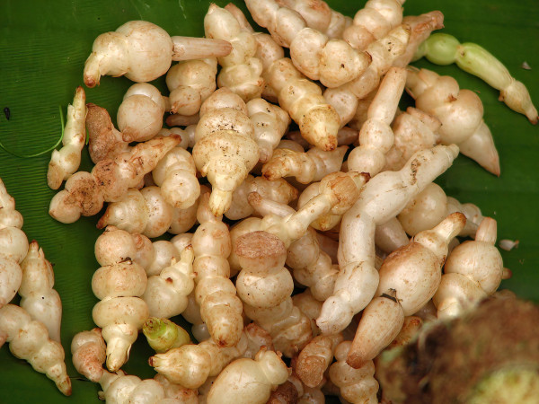 2400-close-up-local-asian-fresh-ingredient-plant-food-sell-in-morning-fresh-market