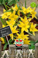 Sperli Wildtulpe urumiensis