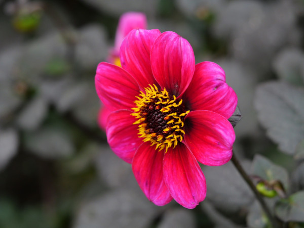 2400-a-pink-flower-with-a-yellow-center-is-in-the-middle-of-a-green-plant