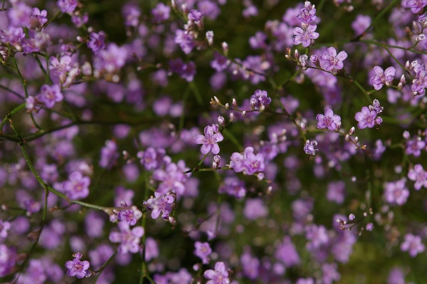 beach-lavender-922183_1920