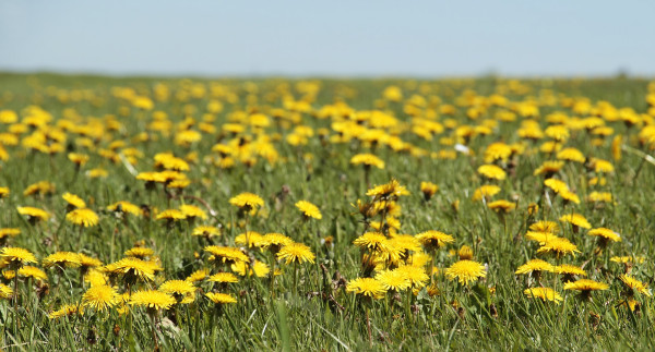 dandelion-3382663_1920-1