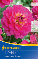 Kiepenkerl Seerosen-Dahlie Neva Lotus Sunset