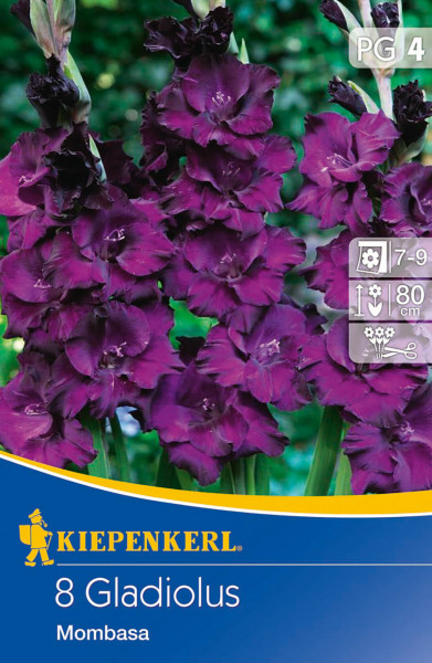 Produktbild von Kiepenkerl Großblumige Gladiole Mombasa mit violett blühenden Blumen und Verpackungsdetails.