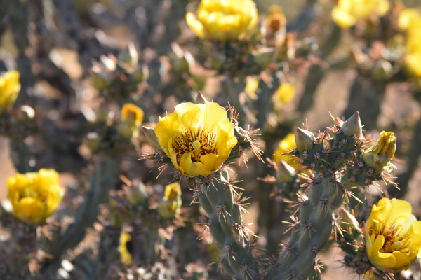 cactus-4329767_1920