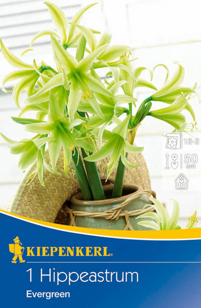 Produktbild von Kiepenkerl Ritterstern Amaryllis Evergreen mit hellgrünen Blüten in einem Topf und Verpackungsinformationen.