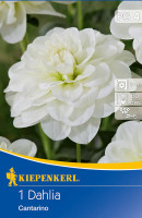 Kiepenkerl Grünlaubige Beetdahlie Cantarino