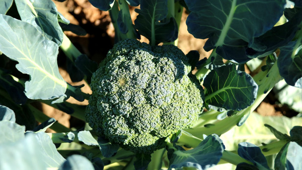 broccoli-992710_1920