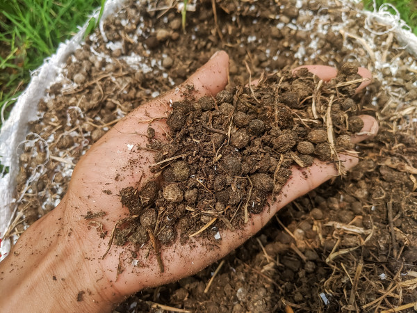 2400-a-handful-of-organic-fertilizer-is-dark-brown-rich-in-nutrients-the-fertilizer-is-made-from-compost-and-manure