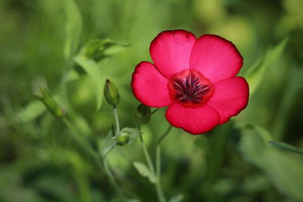 2400-red-hibiscus-flower-growing-on-the-hill