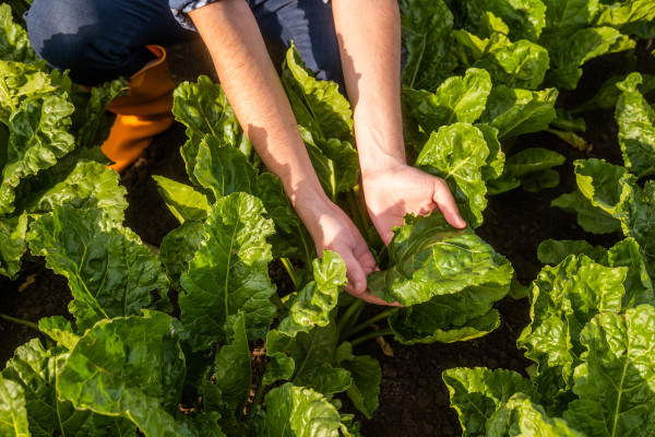 2400-farmer-is-cultivating-spinach-he-is-examining-crops