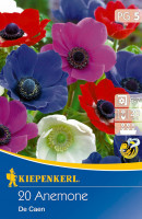 Kiepenkerl Kronen-Anemone De Caen Mischung