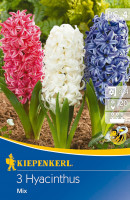 Kiepenkerl Hyazinthe Mischung