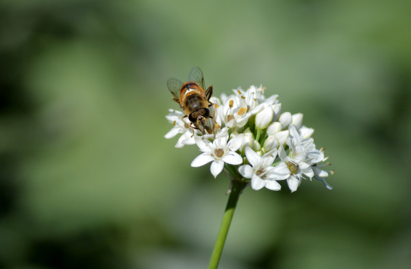 chive-garlic-blossom-8219777_1920