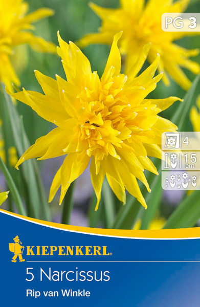 Produktbild von Kiepenkerl Narzisse Rip van Winkle mit gelben Blüten und Verpackungsinformationen