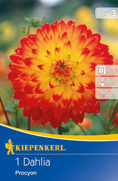 Produktbild der Kiepenkerl Dekorative Dahlie Procyon mit einer großen roten Blüte mit gelben Spitzen auf einer Saatgutverpackung samt Pflegehinweisen und Markenlogo