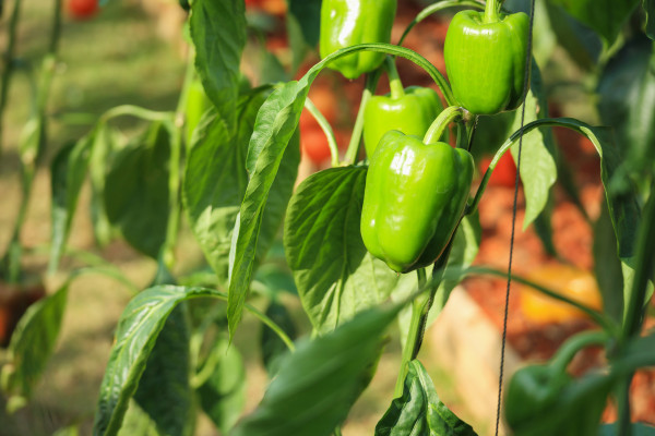 2400-green-bell-pepper-plant-growing-in-organic-garden